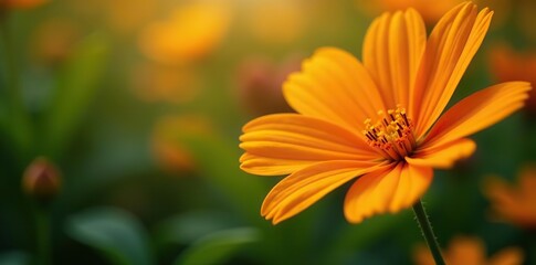 Obraz premium Close up view of vibrant orange flowers in natural light from above, vibrant, flora