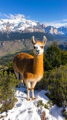 Fototapeta premium Llama Andean Mountains