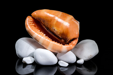 Red Helmet Shell on White Stones