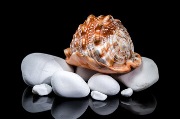 Red Helmet Shell on White Stones