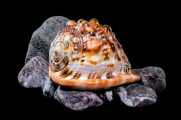 Beautiful Red Helmet Shell on Rocks