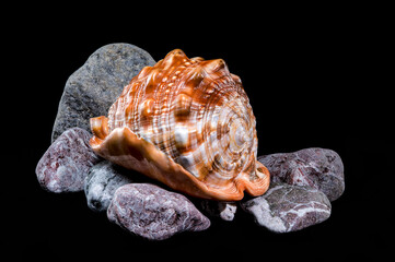 Beautiful Red Helmet Shell on Rocks
