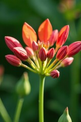 Fototapeta premium Close-up of vibrant wild milkweed flowers in Boulder, Colorado, macro, plant