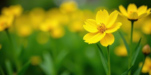 Obraz premium Close-up of vibrant yellow flowers in full bloom on green plants in a garden, yellow flowers, vibrant