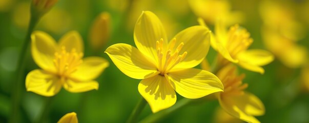 Close-up of vibrant yellow flowers of Cytisus x praecox 'Allgold' in full bloom on a sunny day,  day,  spring