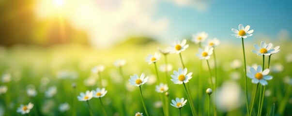Fototapeta premium Field of delicate white flowers blooming under the sun, sunny day, landscape