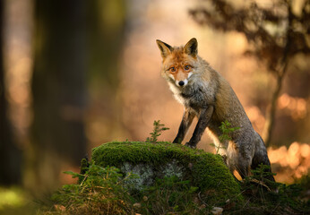 Red Fox ( Vulpes vulpes ) close up