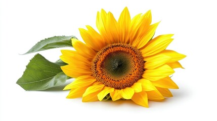 Vibrant Sunflower in Full Bloom with Green Leaves Isolated on White Background