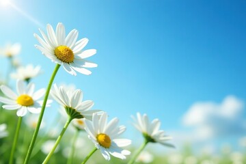 Chamomile flowers blooming against a blue sky backdrop, symbolizing serenity and calmness,  meadow, chamomile