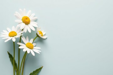 Chamomile flowers isolated on light gray background, perfect for mockup designs and health-related projects,  collection,  gray background