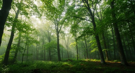 緑深く静かな森、朝霧が輝く神秘的な光