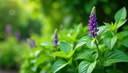 Cinnamon basil and plants with green leaves and purple flowers growing in a lush summer garden, Cinnamon basil,  fresh