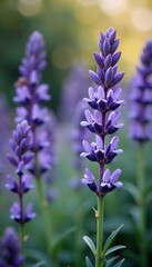 Obraz premium Close-up shot of delicate purple rosemary flowers blooming in a garden setting with soft focus background, rosemary, nature