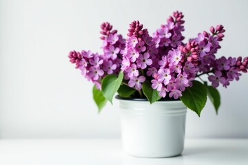 Fototapeta premium Fresh purple Lilac flowers arranged in a big bouquet inside a white enamel pot on a clean white background, botanical, white enamel pot