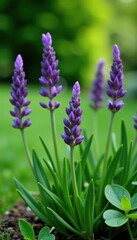 Obraz premium Fresh spring herbs and plants blooming in a garden, including lavender, rosemary, and mint, growth, garden