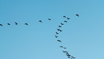 a flock of migratory birds in the sky