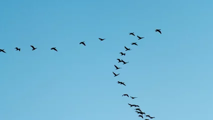 Fototapete Vögel a flock of migratory birds in the sky  © fotofotofoto