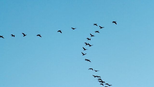 a flock of migratory birds in the sky