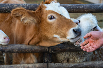 Obraz premium Sheeps and Cow Together Inside the Fences Photo, Uskudar Istanbul, Turkiye (Turkey)