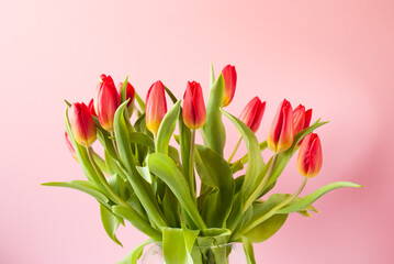 bouquet of red tulips in a vase on a pink background