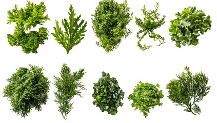 Fototapeta premium Green algae, in various shapes and sizes, with a transparent background