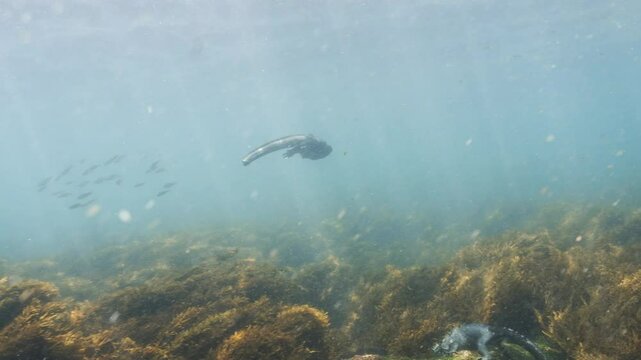 Diving Iguanas, so called Godzilla Iguanas feeding on algues and swim underwater, then go up to the surface for breathing in the Galapagos Islands, Ecuador