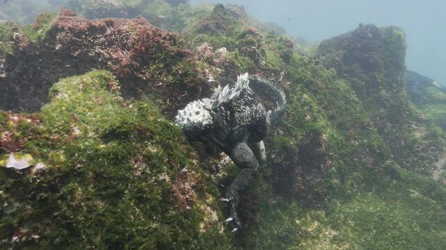 Diving Iguana, Godzilla Iguana diving and feeding underwater on green algues in the Galapagos Islands, Ecuador - close shot
