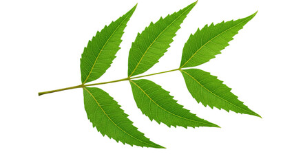 green neem isolated on white background