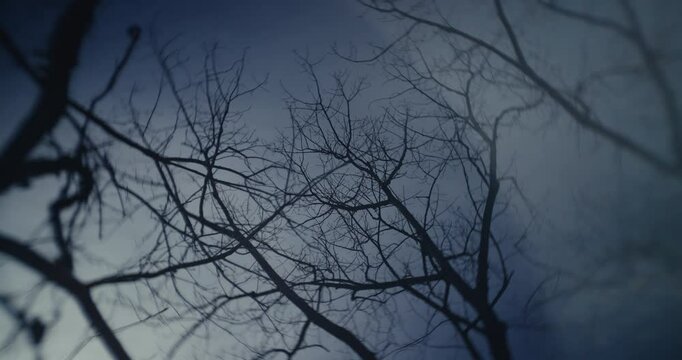 Mangled dead trees in a cold ominous forest 
