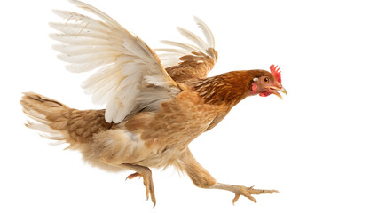 Running Chicken with Flapping Wings - Isolated on White Background as Transparent. PNG. AI GENERATED