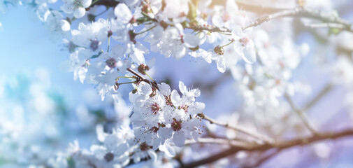 Beautiful nature scene with blooming branch, selective focus on flower petals and stamens, beautiful flowering fruit tree