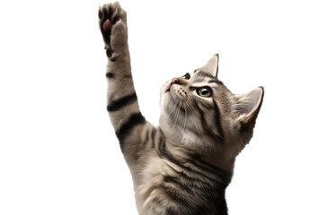 cat is reaching up with its paw, isolated on a transparent background