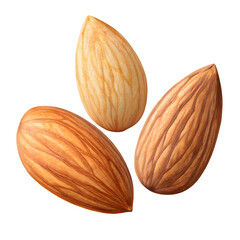 Almond image in PNG format