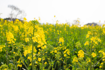 菜の花で黄色に染まる大分県長崎鼻の春風景