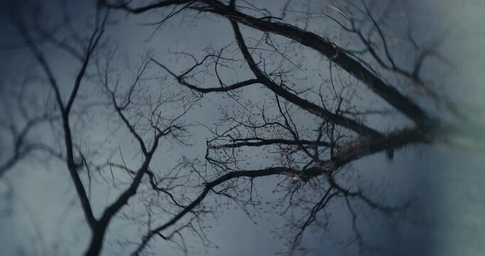 Mangled dead trees in a cold ominous forest 