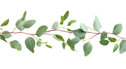 Eucalyptus frame border with a transparent background, white background