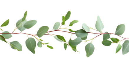 Eucalyptus frame border with a transparent background, white background