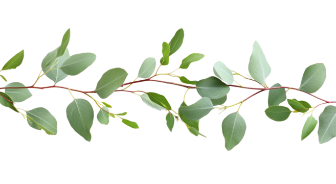 Eucalyptus frame border with a transparent background, white background - Powered by Adobe