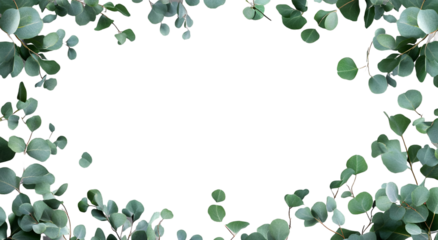 Eucalyptus frame border with a transparent background, white background