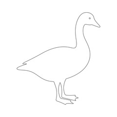 Vector illustration of a goose and a duck in a simple artistic design