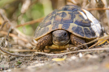 Landschildkröte auf Entdeckungstour