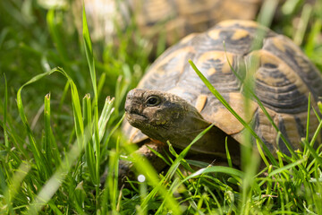 Landschildkröte im hohen Gras