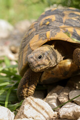 Landschildkröte kriecht über Steine