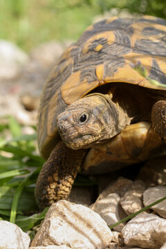 Landschildkr&ouml;te kriecht &uuml;ber Steine