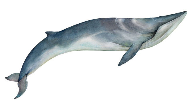Watercolor fin whale or finback whale (Balaenoptera physalus). Hand drawn illustration isolated on white background.