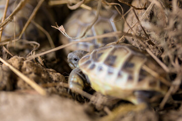 Kleine Schildkröte im Versteck