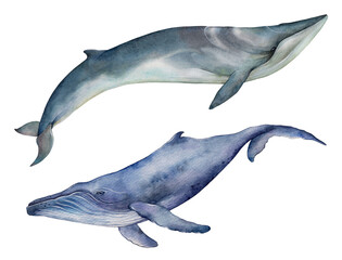 Watercolor fin whale (Balaenoptera physalus) and humpback whale (Megaptera novaeangliae). Hand drawn illustration isolated on white background.