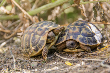 Landschildkröten auf Erkundungstour