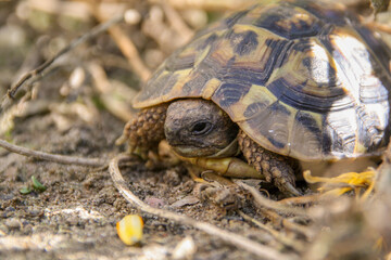 Landschildkröte beim Entdecken