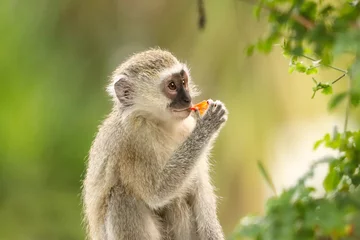Gardinen Affe Young vervet monkey eating honeysuckle flower  © LUMO